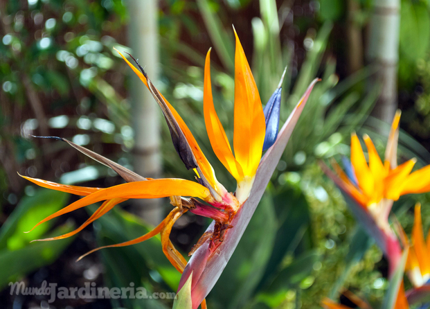 Strelitzia reginae