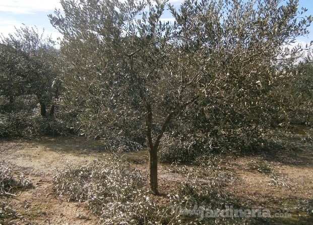 Podando campo de olivos