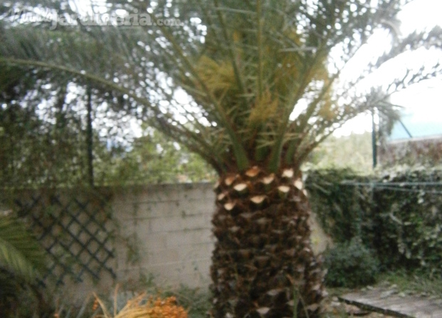 Poda de palmera canaria