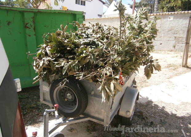 Retirada de restos de poda