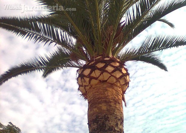 Poda y limpieza Palmeras