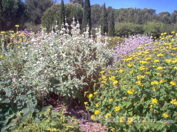 Jardi Phlomis fructicosa