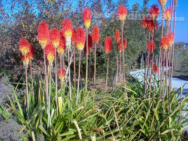 Kniphofia praecox, especie adaptada al clima mediterráneo