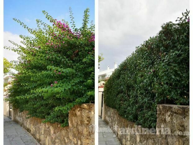 Jardinero Córdoba