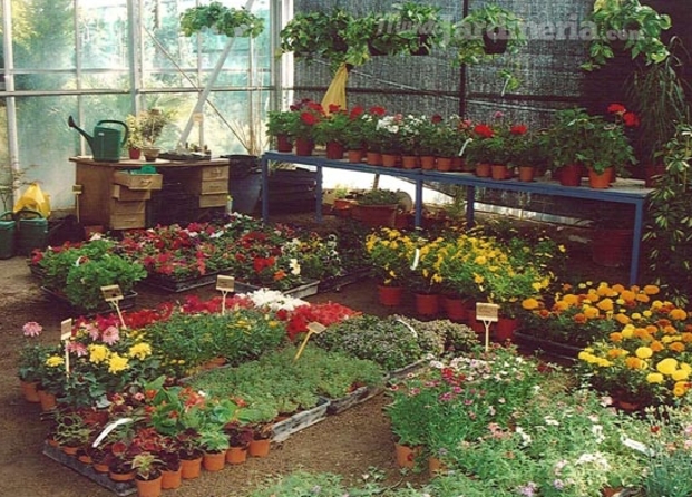 Venta de Plantas