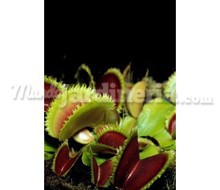 Planta Carnívora Dionaea Sawtooth Adulta Catálogo ~ ' ' ~ project.pro_name