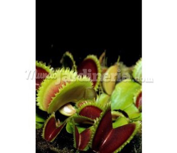 Planta Carnívora Dionaea Sawtooth Adulta