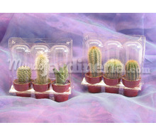 Cactus En Blister Catálogo ~ ' ' ~ project.pro_name