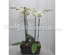 2 Orquídeas Phalenopsis En Cesto Catálogo ~ ' ' ~ project.pro_name