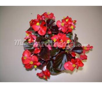 Begonia