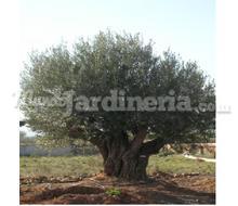 Olea Europaea Catálogo ~ ' ' ~ project.pro_name