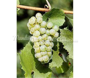 Planta Chardonnay