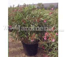 Nerium Oleander O Adelfa Catálogo ~ ' ' ~ project.pro_name