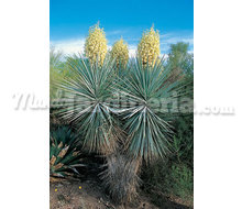 Yucca Rigida Catálogo ~ ' ' ~ project.pro_name