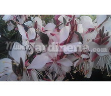 Gaura Sp. Catálogo ~ ' ' ~ project.pro_name