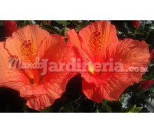 Hibisco Rosa Sinensis (Altea,rosa China) Catálogo ~ ' ' ~ project.pro_name