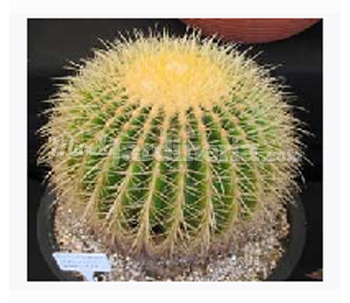 Echinocactus Grusonii Ø35