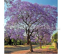 Jacaranda Catálogo ~ ' ' ~ project.pro_name