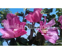 Hibisco Syriacus (Rosa De Siria) Catálogo ~ ' ' ~ project.pro_name