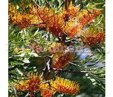 Grevillea Robusta Catálogo ~ ' ' ~ project.pro_name