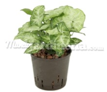 Planta Syngonium Catálogo ~ ' ' ~ project.pro_name