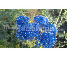 Ceanothus Catálogo ~ ' ' ~ project.pro_name