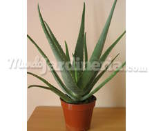 Planta De Aloe Vera  Catálogo ~ ' ' ~ project.pro_name