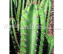 Cactus Verde Catálogo ~ ' ' ~ project.pro_name
