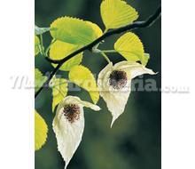 Davidia Involucrata Catálogo ~ ' ' ~ project.pro_name