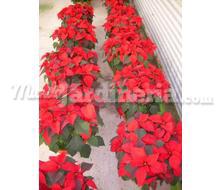 Poinsettia Diversa Catálogo ~ ' ' ~ project.pro_name