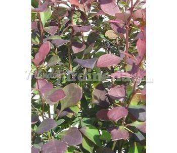 Berberis Thumb. Atropurpureum 