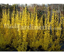 Forsythia (Forsitia) Catálogo ~ ' ' ~ project.pro_name