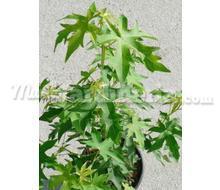 Liquidambar Styraciflua Worplesdon Catálogo ~ ' ' ~ project.pro_name