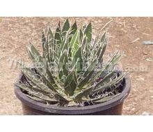 Agave Shidigera Catálogo ~ ' ' ~ project.pro_name