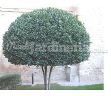 Ligustrum Japonicum Catálogo ~ ' ' ~ project.pro_name