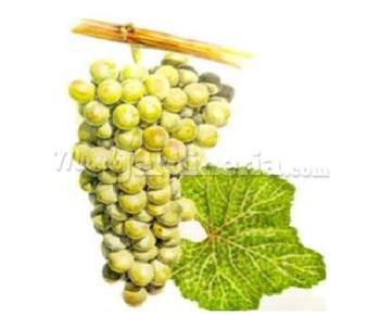 Planta Albariño