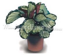 Planta Calathea Catálogo ~ ' ' ~ project.pro_name