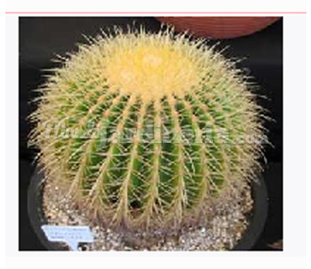 Echinocactus Grusonii Ø26