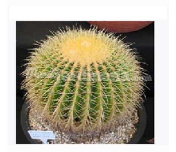 Echinocactus Grusonii Ø30