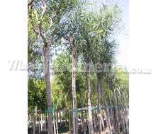 Acacia Cyanophylla Catálogo ~ ' ' ~ project.pro_name