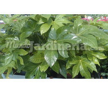 Fatsia (Aralia) Catálogo ~ ' ' ~ project.pro_name