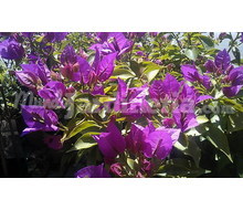 Bougainviillea Glabra (Bugambilla) Catálogo ~ ' ' ~ project.pro_name