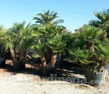 Chamaerops Humilis V.palmer Catálogo ~ ' ' ~ project.pro_name