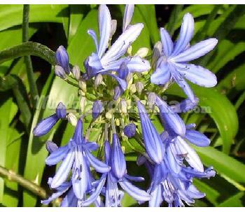 Plantas Medicinales, Aromáticas Y Culinarias