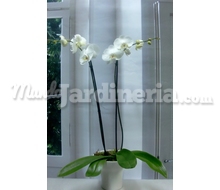 Orquídea Phalenopsis Con Cerámica Catálogo ~ ' ' ~ project.pro_name