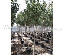 Nerium Oleander Adelfa Árbol Catálogo ~ ' ' ~ project.pro_name