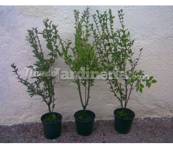 Lote Completo Ligustrum Ovalifolium