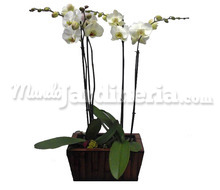 Orquídeas Phalenopsis En Cesto Catálogo ~ ' ' ~ project.pro_name