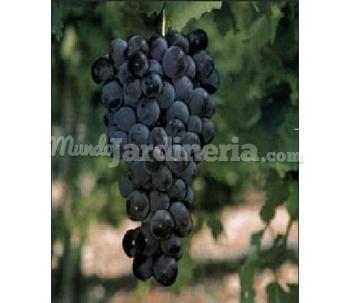 Garnacha: Clones 53 Y 2-D