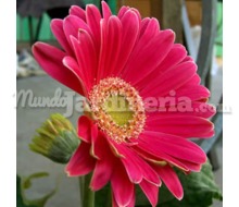 Flor Gerbera Catálogo ~ ' ' ~ project.pro_name